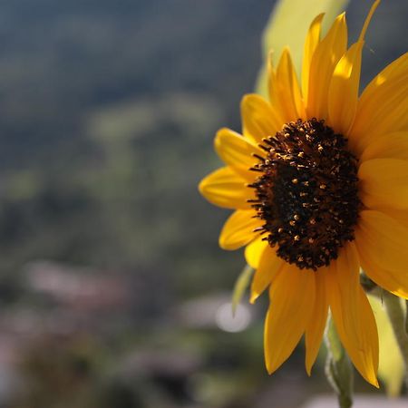 Il Girasole Lägenhet Baceno Exteriör bild