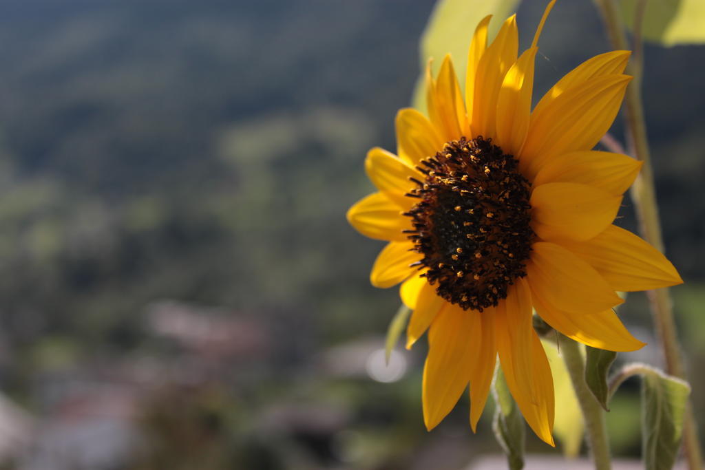 Il Girasole Lägenhet Baceno Exteriör bild